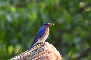 031 Bluebird, Eastern, 2023-05212092 Broad Meadow Brook, MA